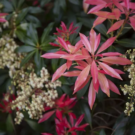 Casona De La Paca Apartment Cudillero